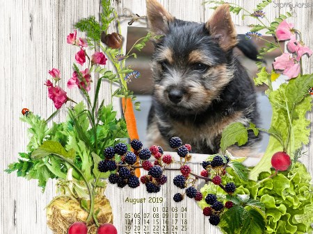 August 2019 -hier klicken 1 August 2019 -hier klicken 1